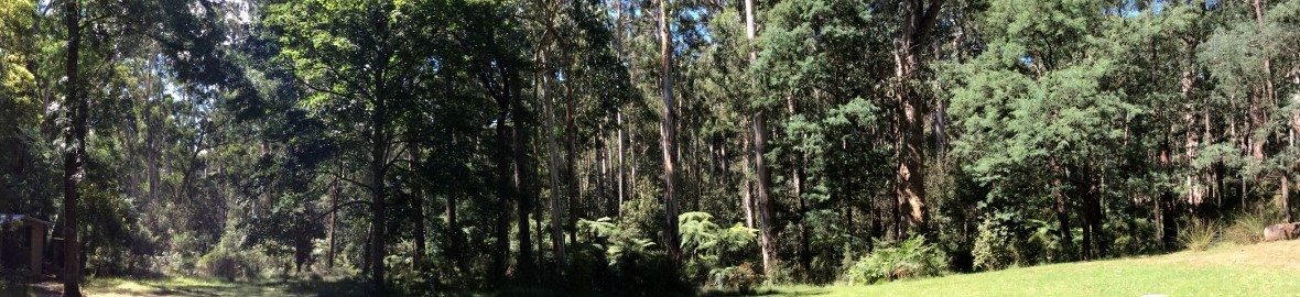 Backyard view